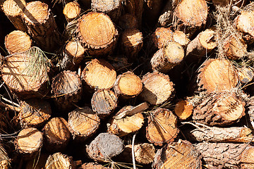 Image showing pile of pine tree trunks cut