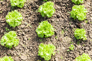 Image showing culture of organic salad in greenhouses