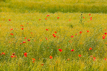 Image showing poppies in a field of flax