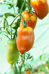 Image showing Organic tomatoes in a greenhouse