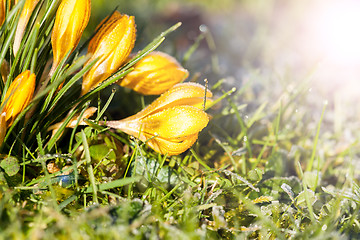 Image showing crocus yellow in the morning frost