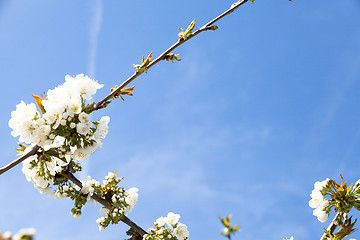 Image showing flowering cherry branch on a blue sky