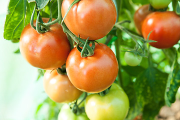 Image showing Organic tomatoes in a greenhouse