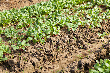 Image showing organic radish planting in greenhouses