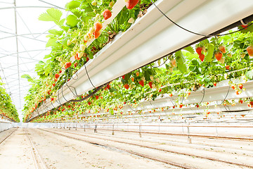 Image showing culture in a greenhouse strawberry and strawberries