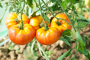 Image showing Organic tomatoes in a greenhouse