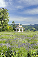 Image showing Lavender Farm Gazebo