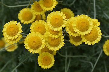 Image showing Yellow chamomile Sancti-Johannis