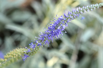 Image showing Spiked speedwell