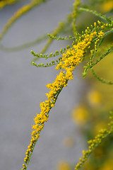 Image showing Tall goldenrod