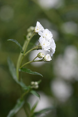 Image showing Sneezewort