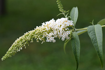 Image showing White butterfly-bush