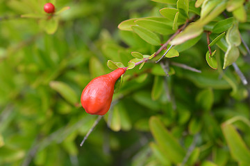 Image showing Pomegranate Nana
