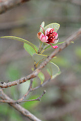 Image showing Pineapple guava