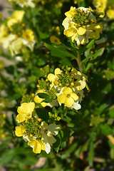 Image showing Wallflower Primrose Dame