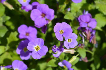 Image showing Aubretia flowers