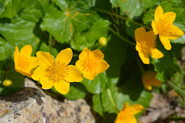 Image showing Marsh marigold