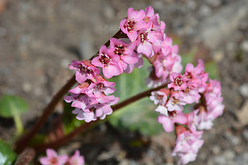 Image showing Pink flowers