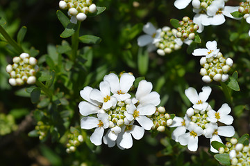 Image showing Evergreen candytuft Schneeteppich