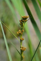 Image showing Swamp sawgrass