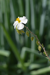 Image showing White rockrose