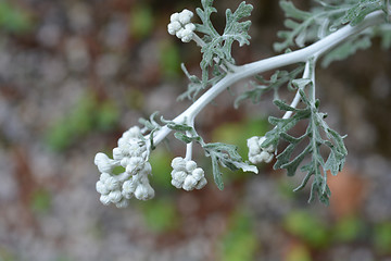 Image showing Silver ragwort Cirrus