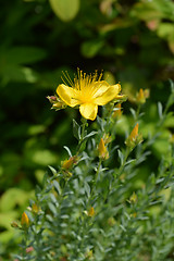 Image showing Mount Olympus St Johns-wort