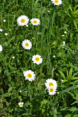 Image showing White daisy flowers