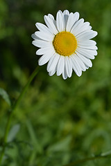 Image showing White daisy