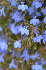 Image showing Garden lobelia