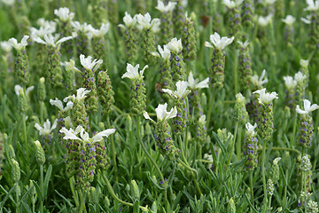 Image showing Butterfly lavender Ballerina