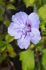 Image showing Rose Of Sharon Blue Chiffon