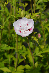 Image showing Rose Of Sharon China Chiffon