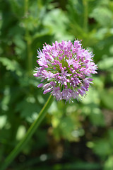 Image showing Giant onion