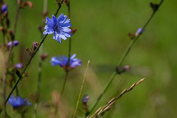 Image showing Blue chicory on green meadow.