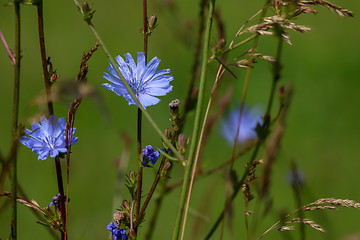 Image showing Blue chicory on green meadow.