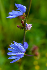 Image showing Blue chicory on green meadow.