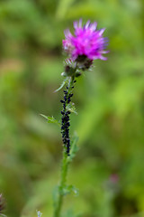 Image showing Pink blooming thistle with insets