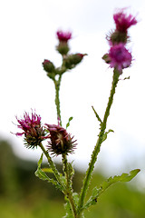 Image showing Blooming thistle on sky background.