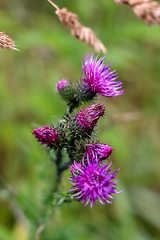 Image showing Blooming thistle on green background.