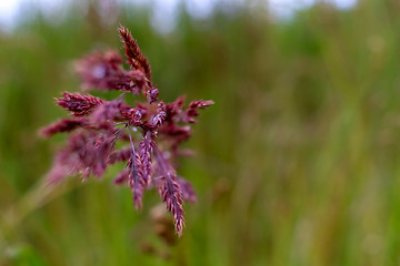 Image showing Background of bent in green grass