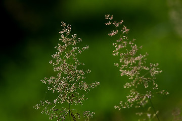 Image showing Bent in green grass background.