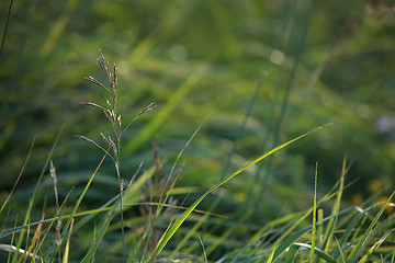 Image showing Closeup of green grass
