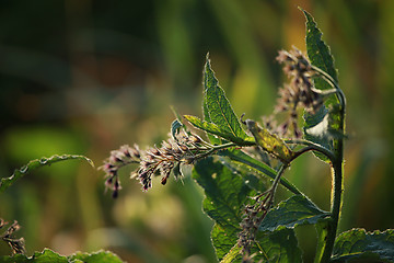 Image showing Weed in green grass as background.