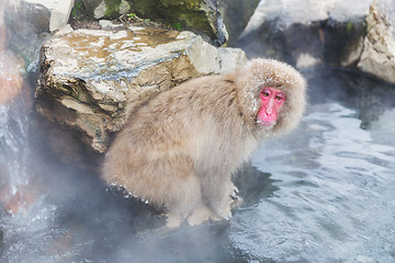 Image showing japanese macaque or snow monkey in hot spring