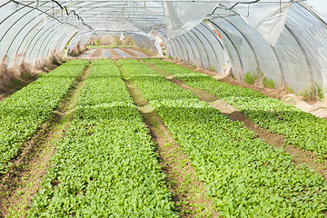 Image showing organic radish planting in greenhouses