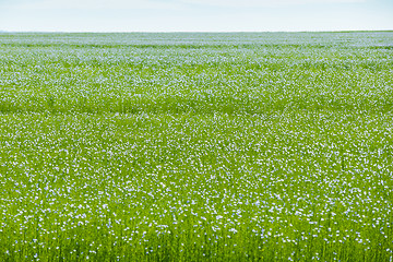 Image showing Large field of flax in bloom in spring