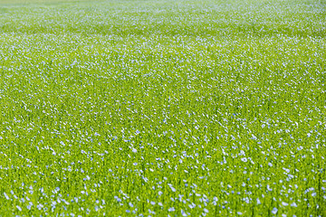 Image showing Large field of flax in bloom in spring