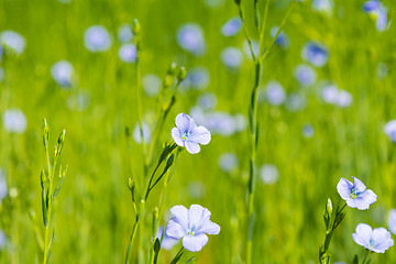 Image showing blue flax field closeup at spring shallow depth of field