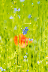 Image showing Red poppy flowers on blue flax field